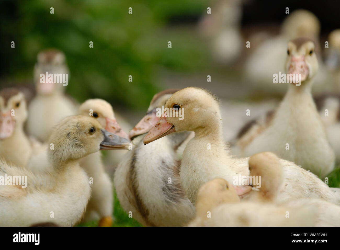 Domestic duck, Ducklings Stock Photo