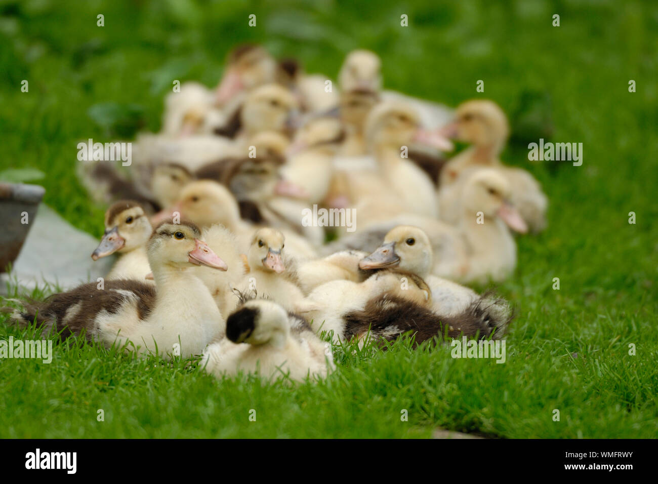 Domestic duck, Ducklings Stock Photo