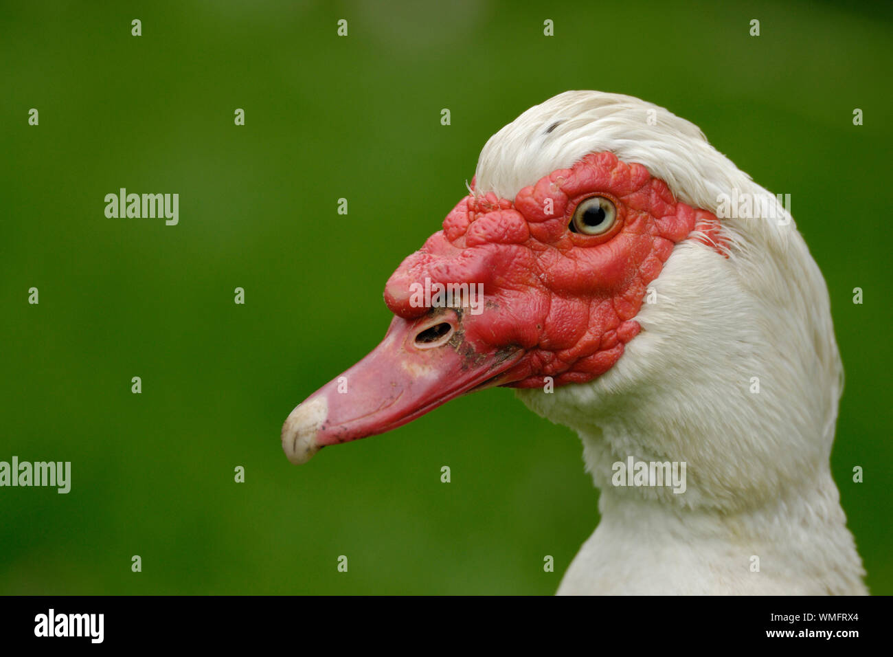 Domestic Muscovy Duck, (Cairina moschata forma domestica) Stock Photo