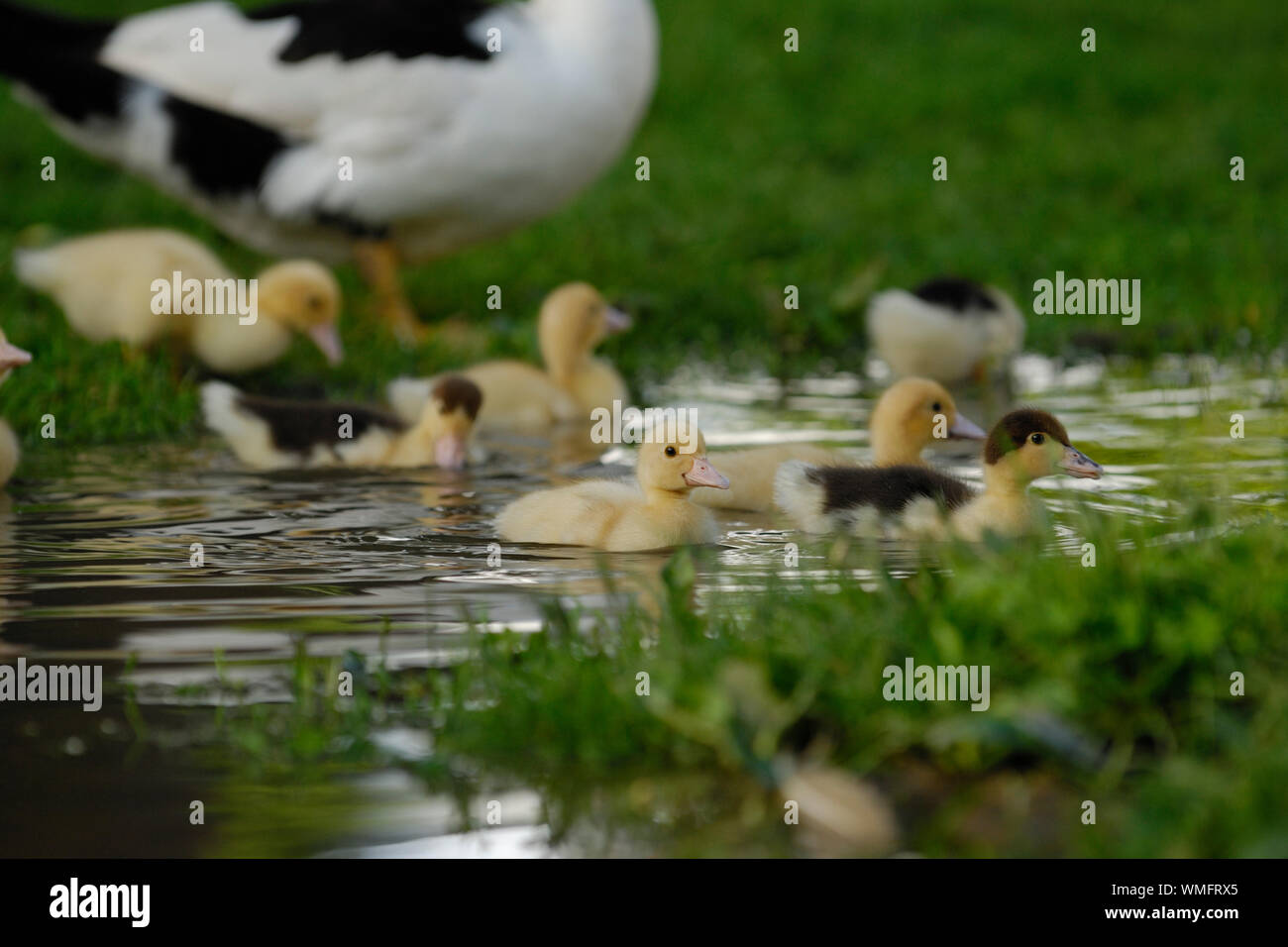 Domestic Muscovy Duck, ducklings in puddle, (Cairina moschata forma domestica) Stock Photo