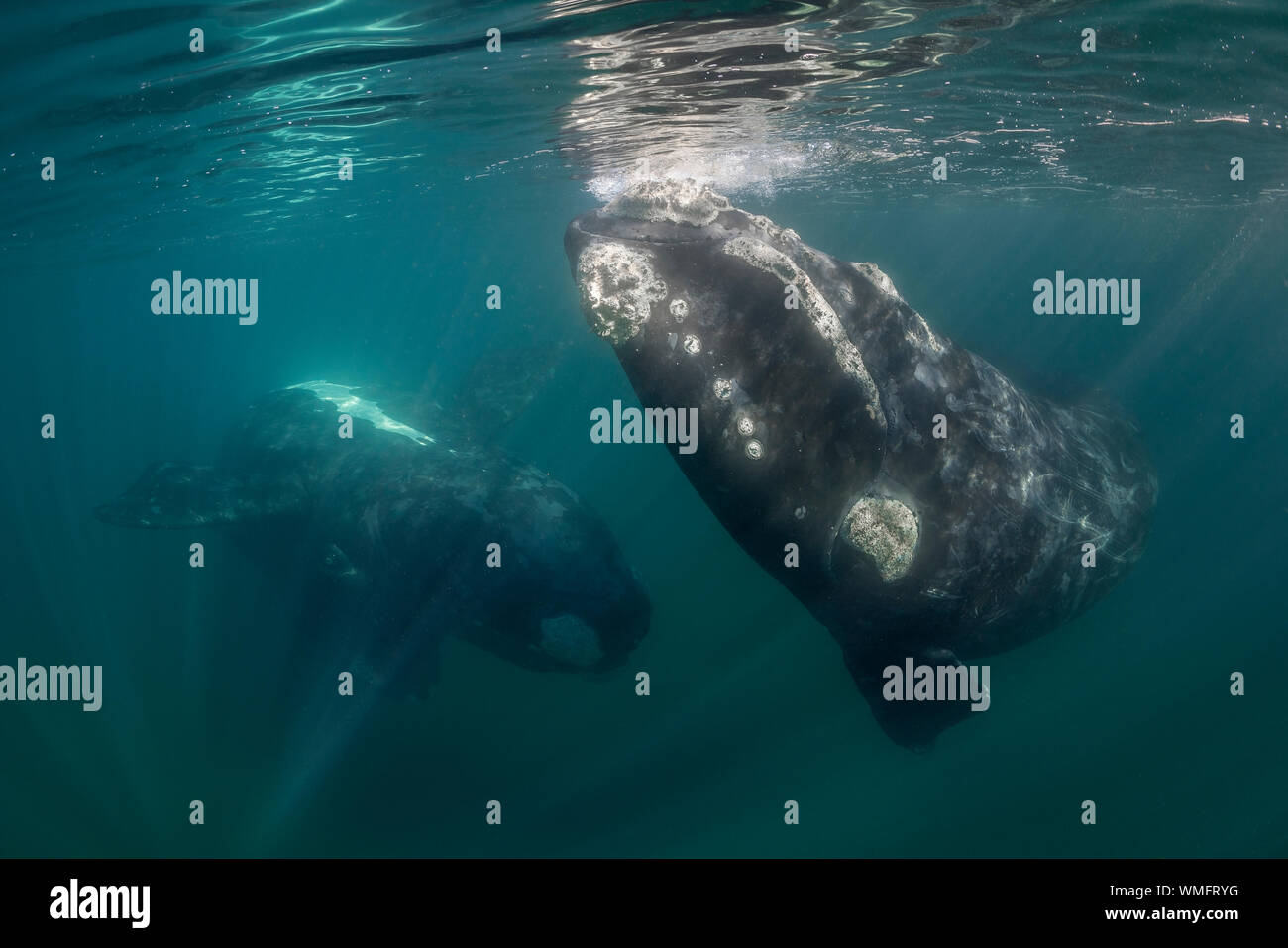 Close up of three curious Southern Right Whales, Nuevo Gulf, Valdes Peninsula, Argentina. Stock Photo