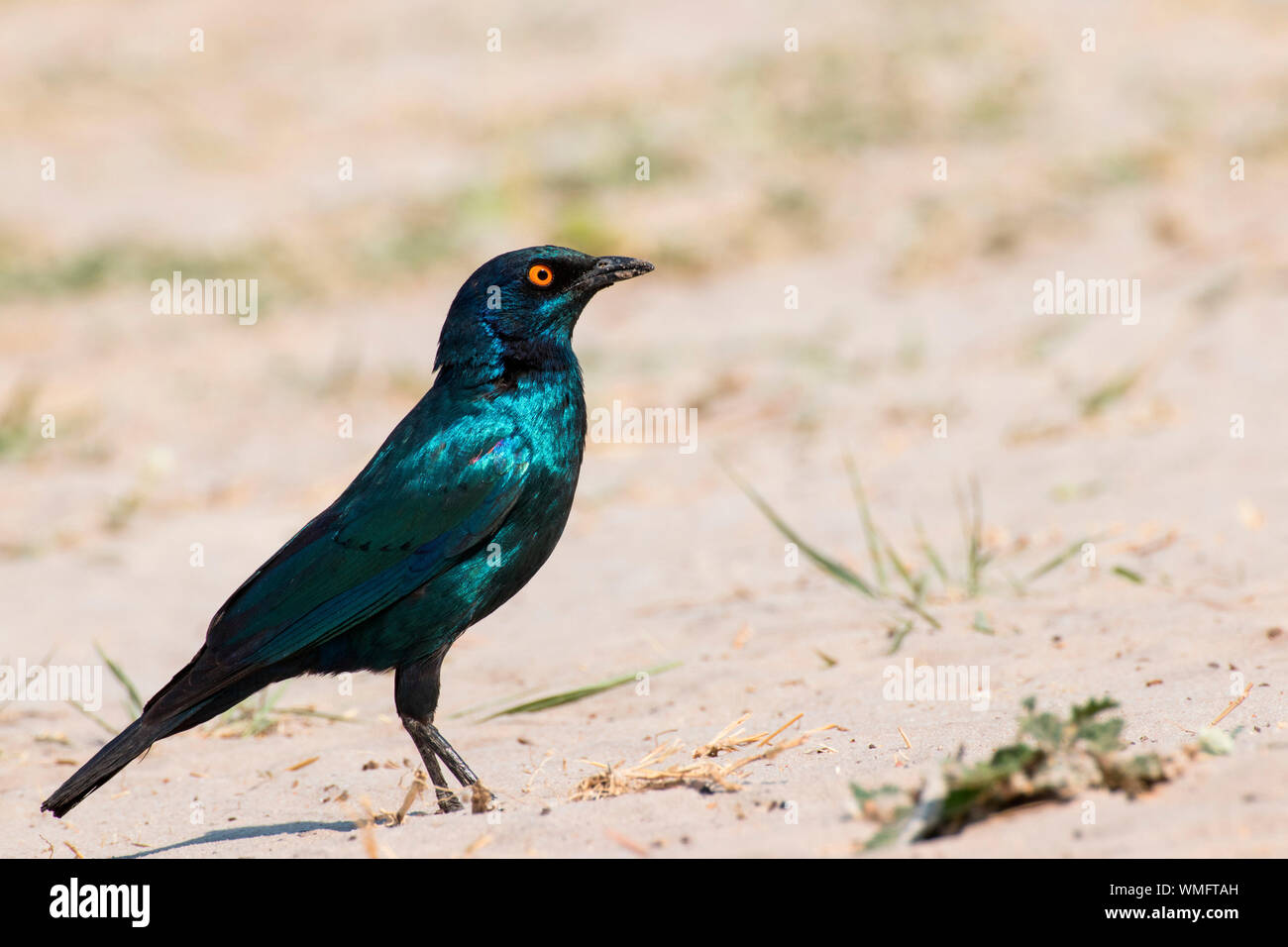 Starling, Botswana, Africa, (Lamprotornis) Stock Photo