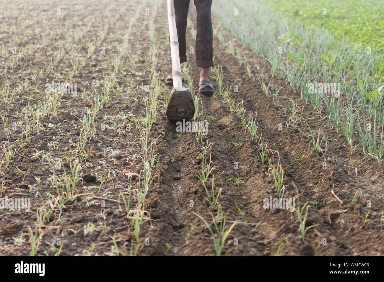 Low Section Of Person Cultivating Field Stock Photo