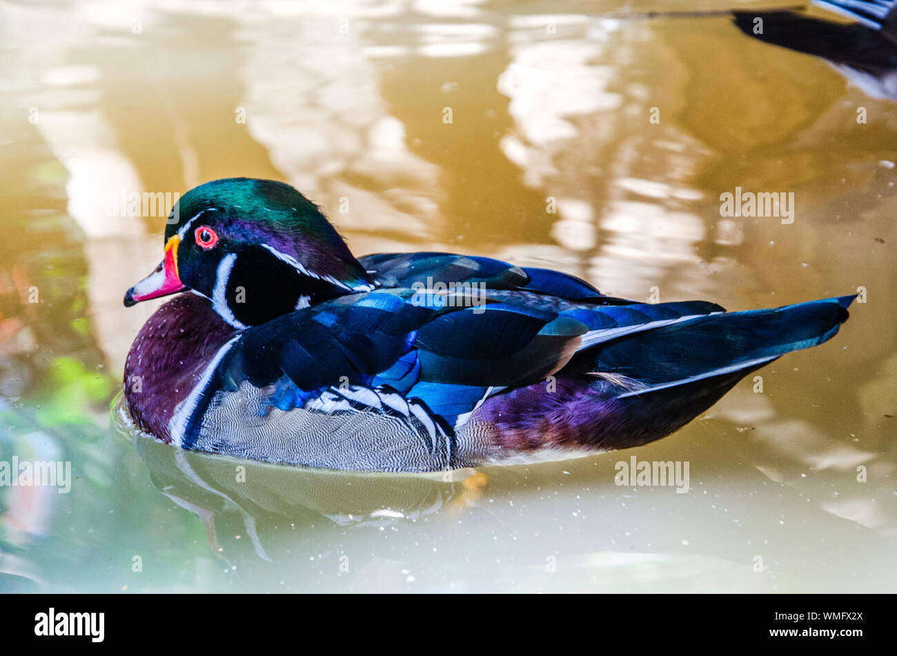 Duck Swimming Underwater View High Resolution Stock Photography and