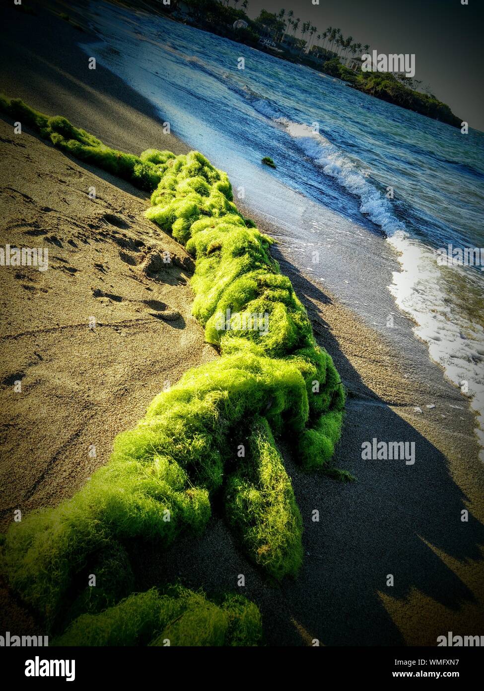 High Angle View Of Green Seaweed On Shore At Beach Stock Photo