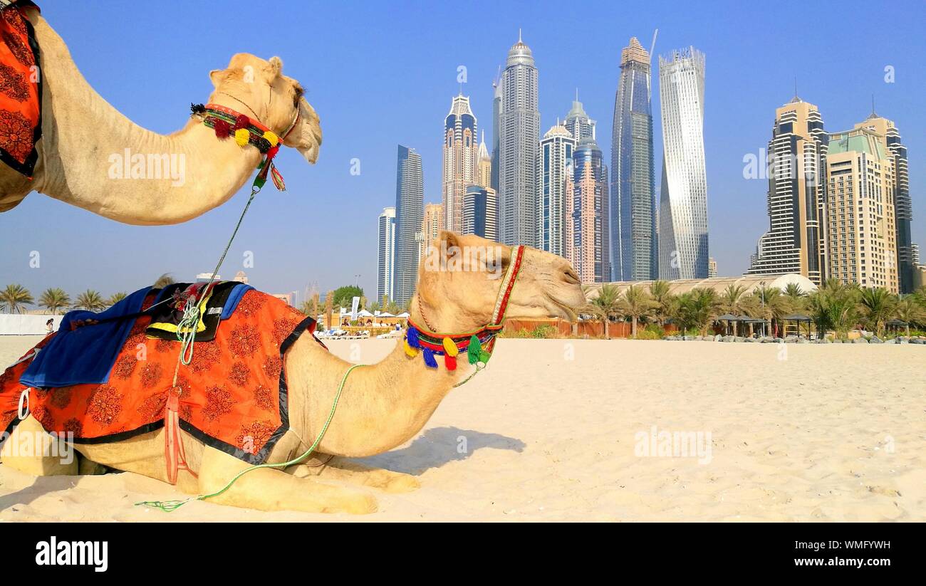 Two Camels Against Dubai Cityscape Stock Photo