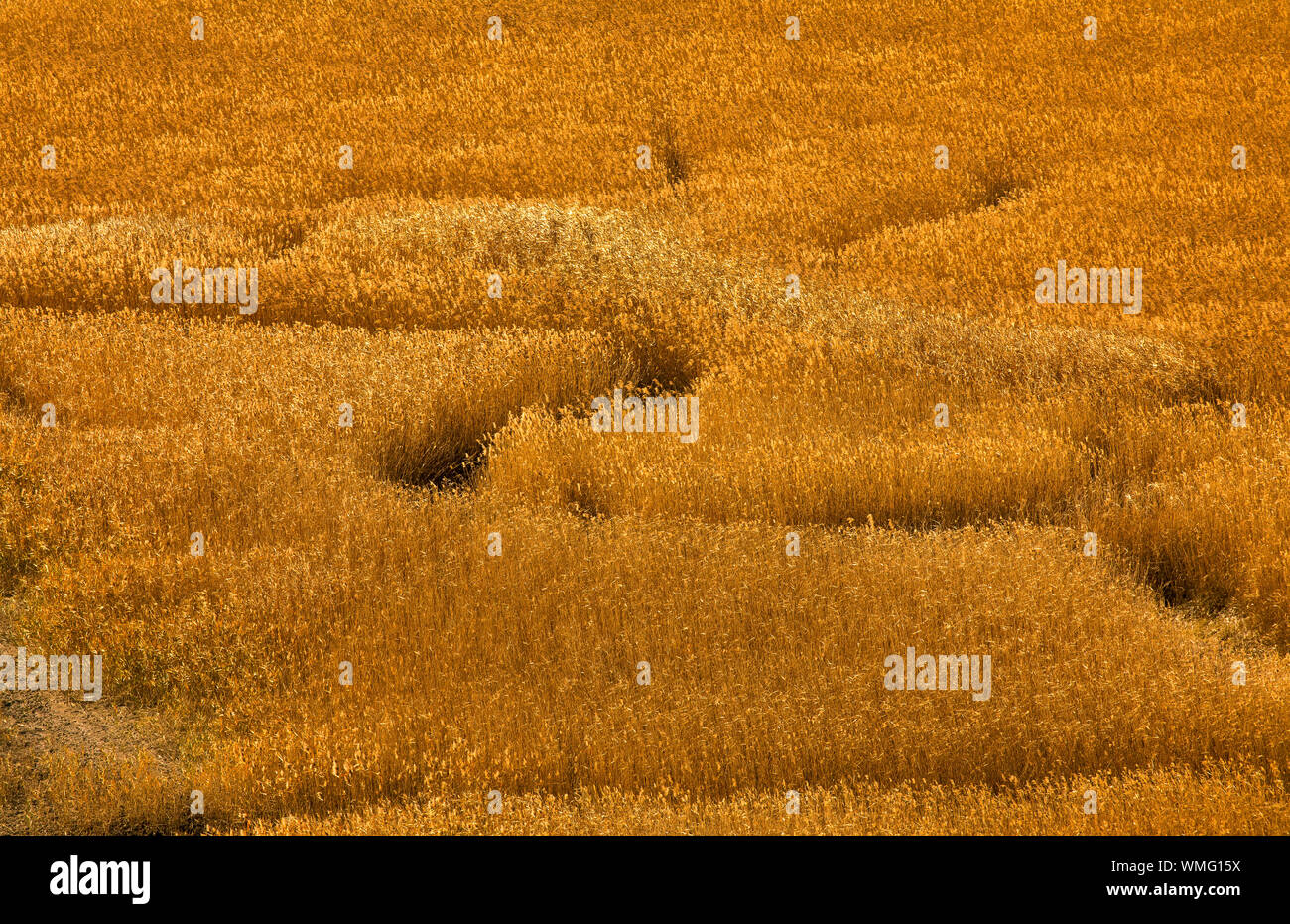 A forest of reeds growing between the yellow maple leaves Stock Photo - Alamy