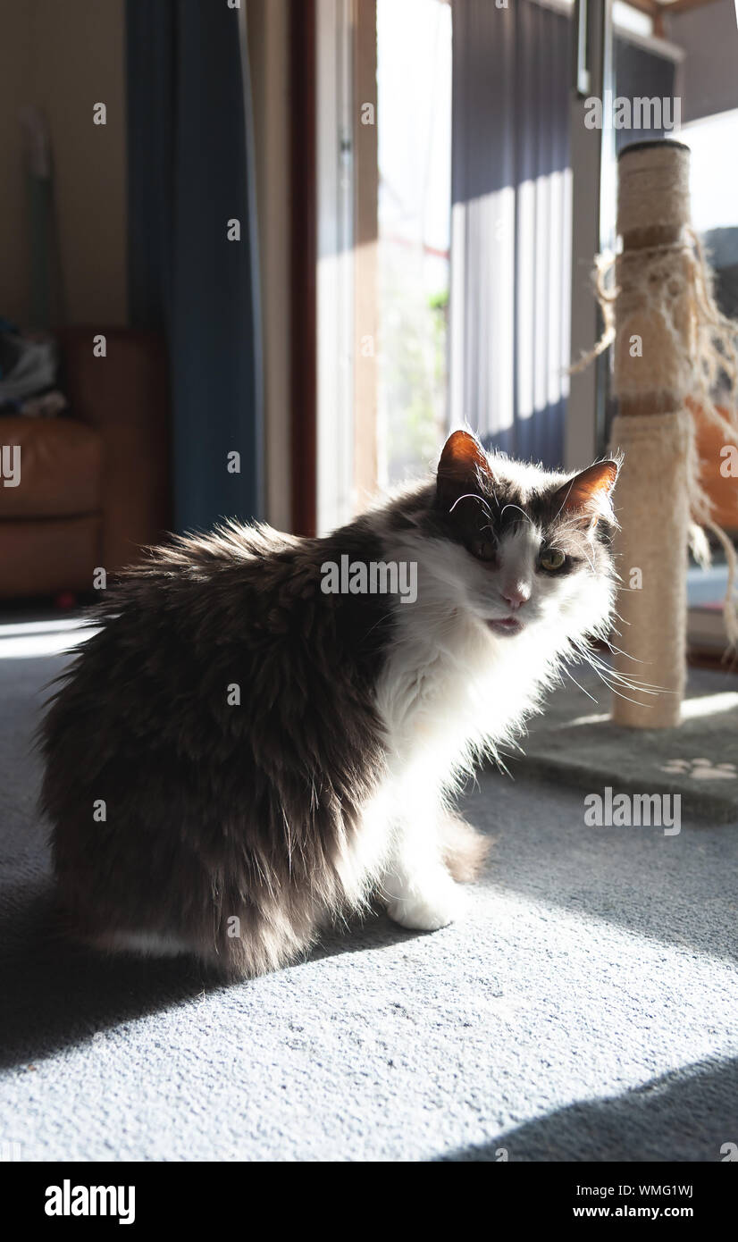 Cat in a patch of sunlight with her scratching post in the background. Stock Photo