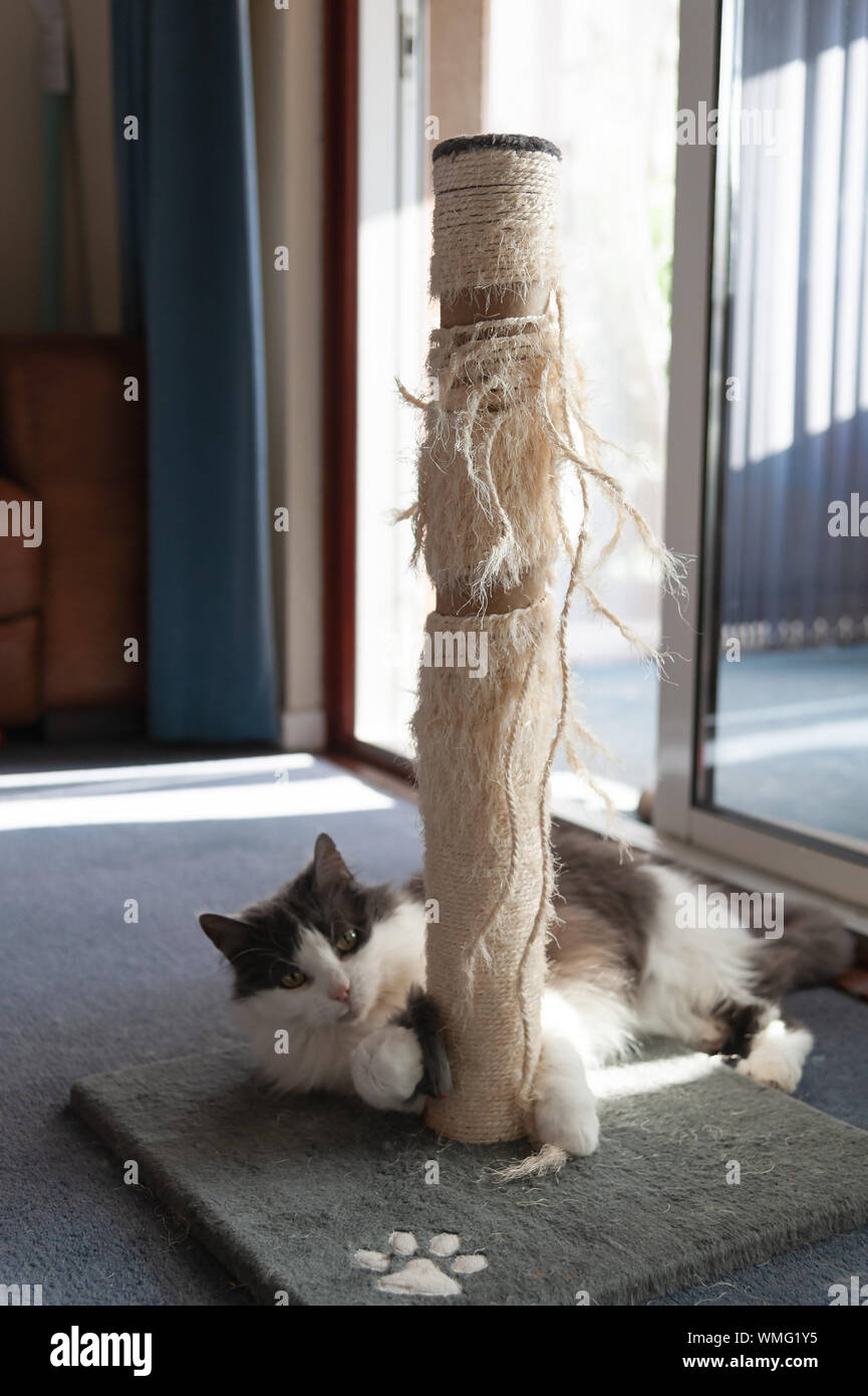 Cat plays at the base of her well used scratching post. Stock Photo