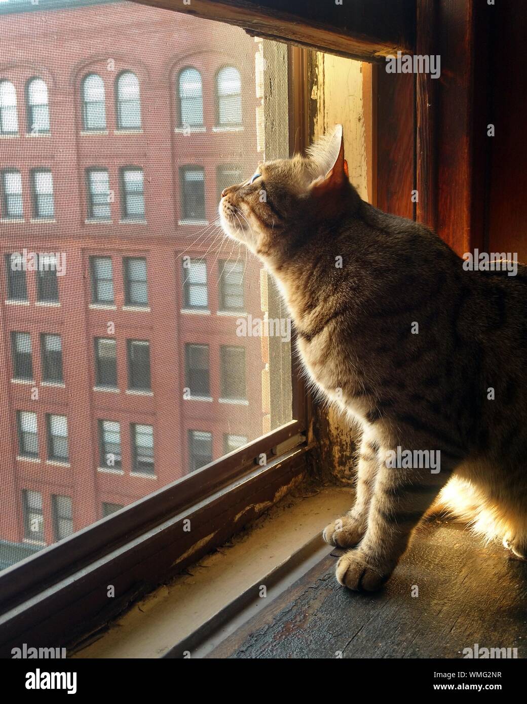Cat Sitting On Window Sill Stock Photo Alamy