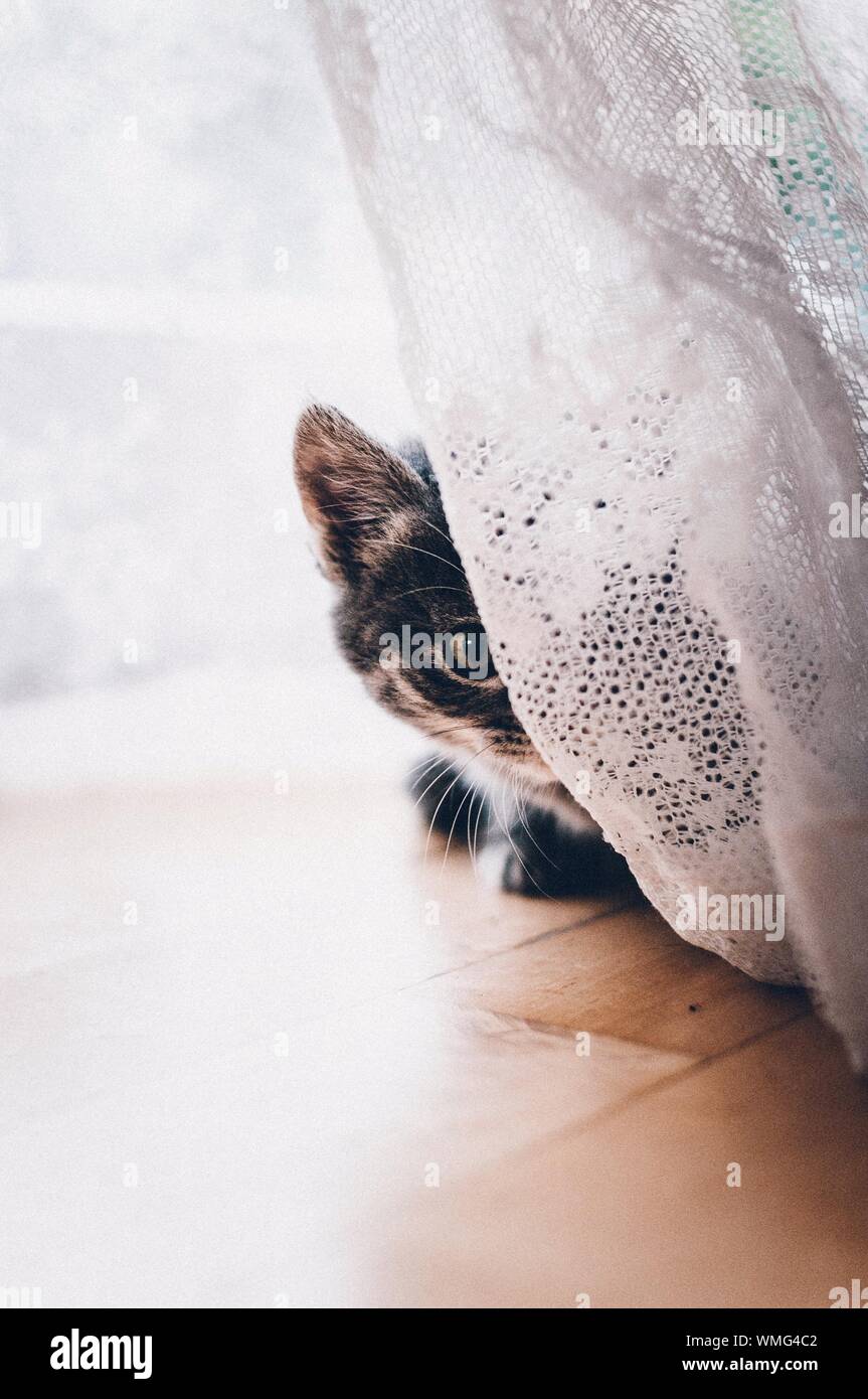 Cat behind curtain hires stock photography and images Alamy
