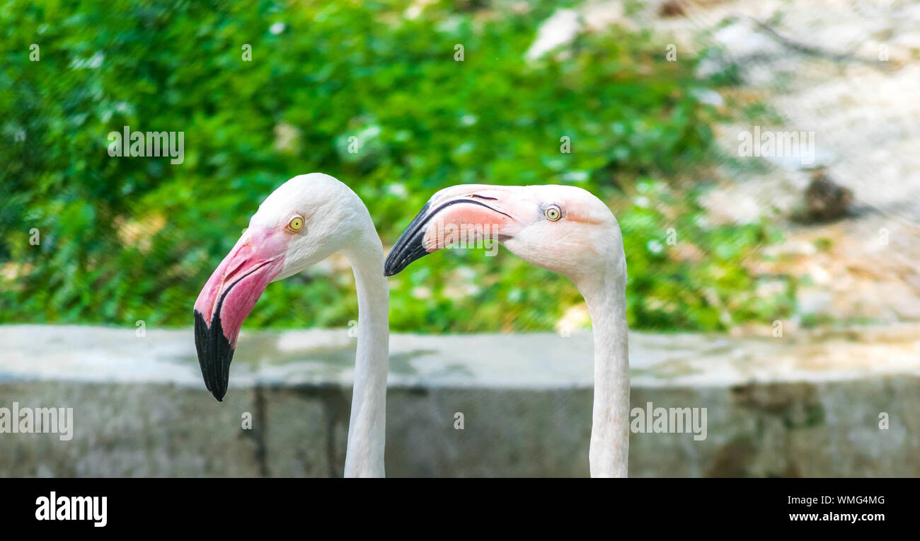 Long neck animals hi-res stock photography and images - Alamy