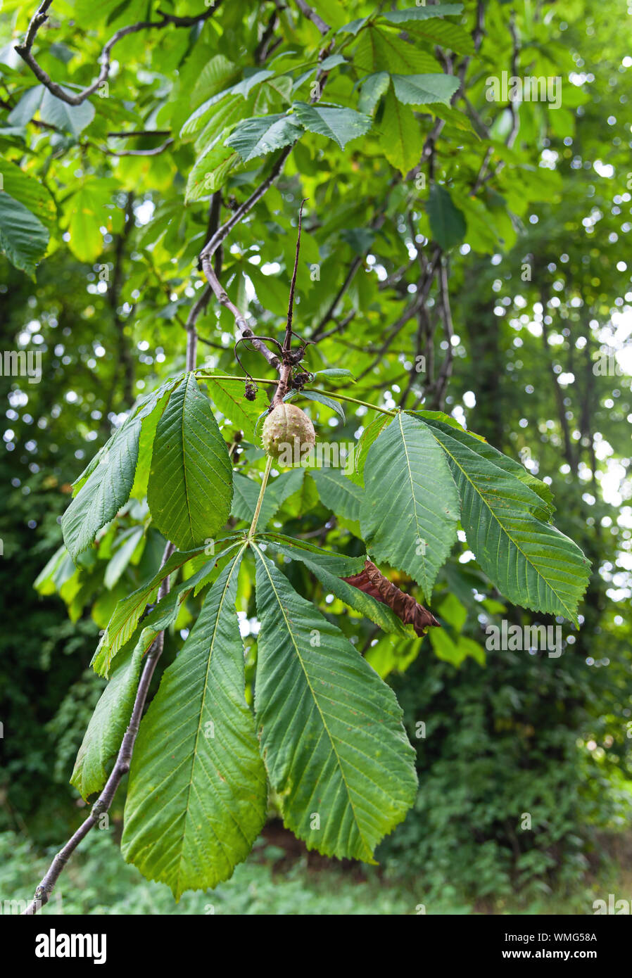 Chestnut growing on a horse chestnut tree. Stock Photo