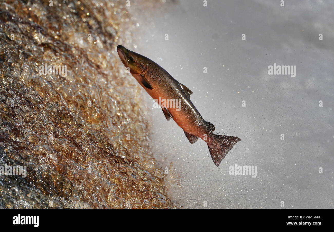A salmon make its way upstream on the River Tyne in Hexham ...