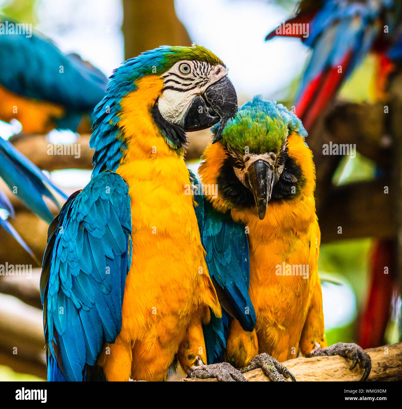 Blue and yellow macaw, parrot in a natural park in Cartagena, Colombia