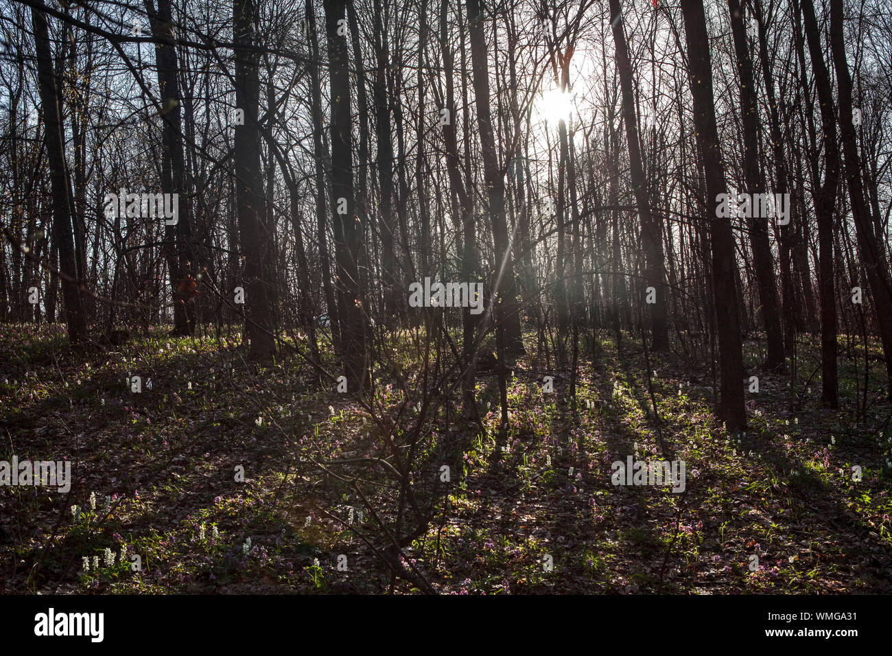 forest scenery with sun rays through the trees Stock Photo - Alamy