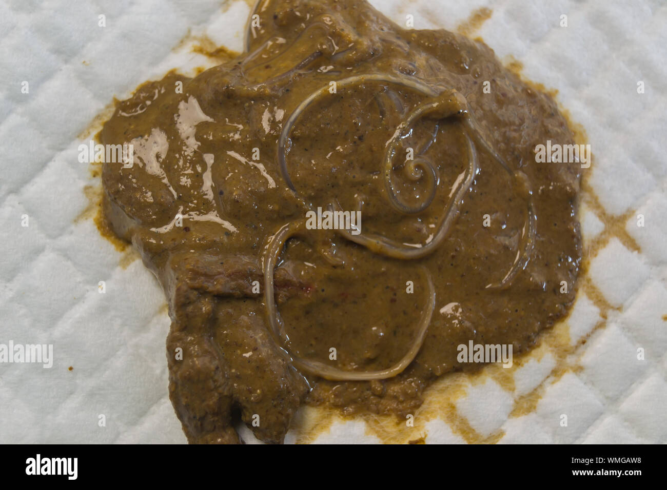 Cat feces hires stock photography and images Alamy