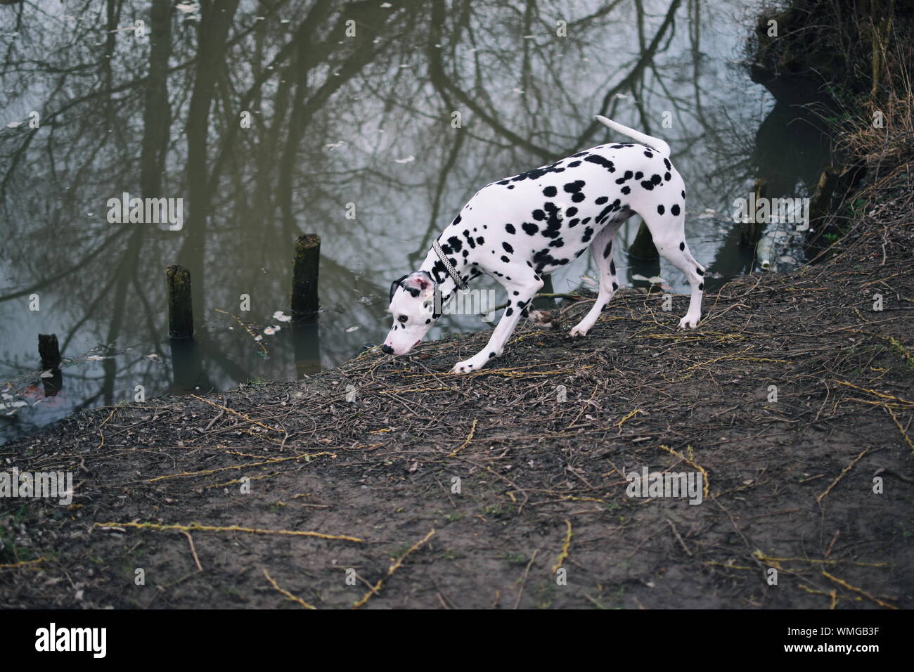 Dalmatian Dog By Lakeshore Stock Photo