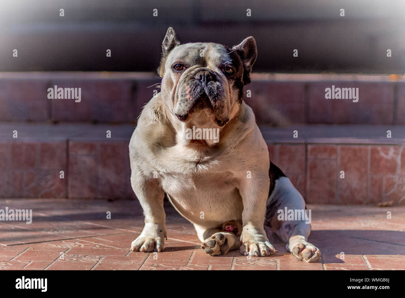 Dog Sitting On Stairs High Resolution Stock Photography and Images Alamy