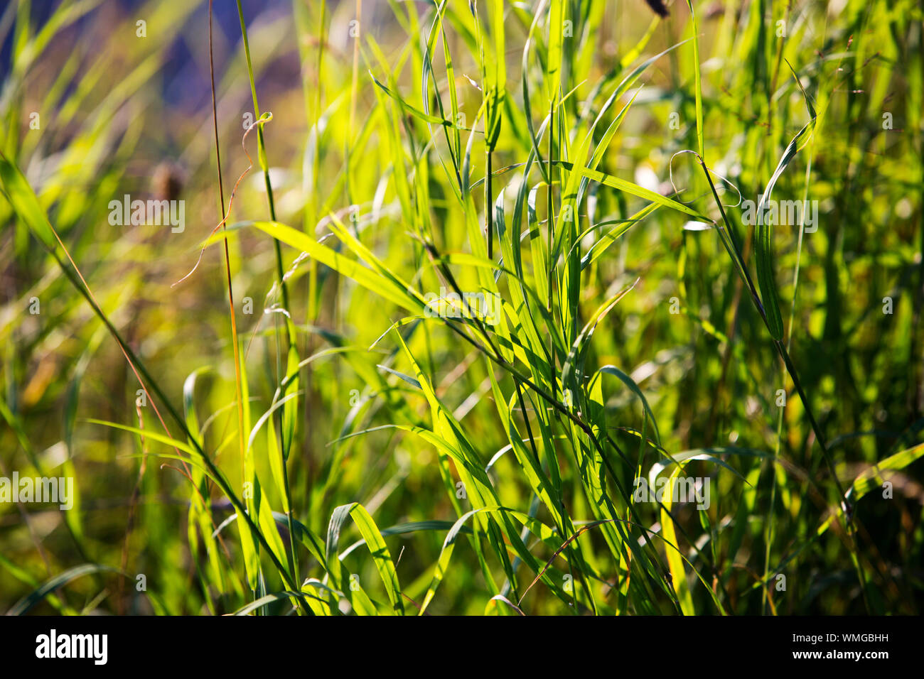Green stems and grass hi-res stock photography and images - Alamy