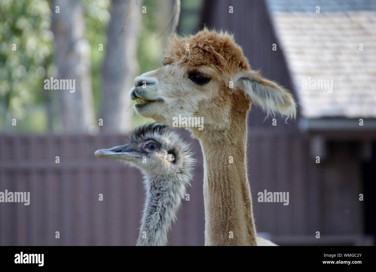 Close-up Of Llama And Ostrich At Farm Stock Photo