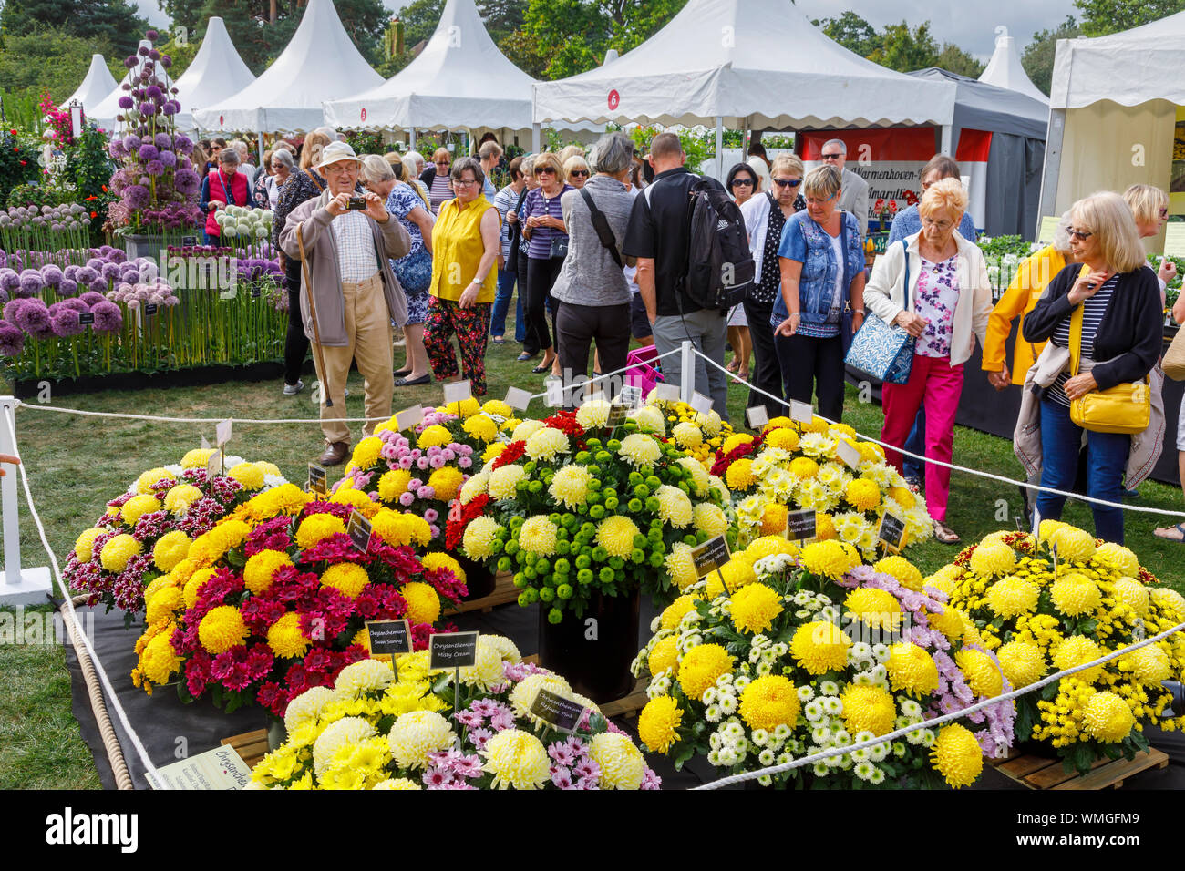 Display of chrysanthemum flowers at a stall at the September 2019 Wisley Garden Flower Show at RHS Garden Wisley, Surrey, south-east England Stock Photo