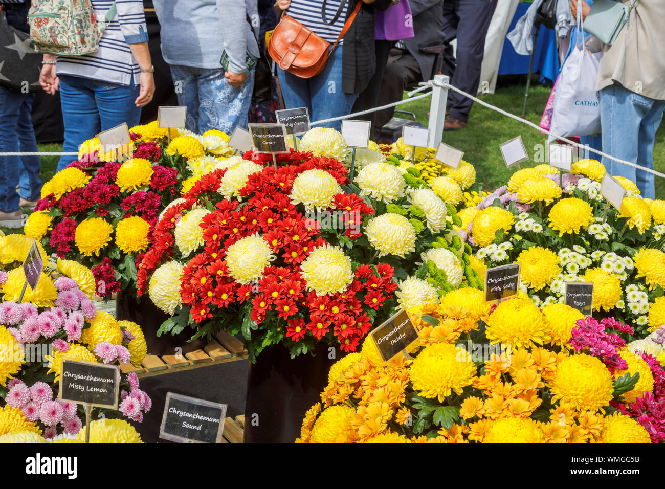 Display of chrysanthemum flowers at a stall at the September 2019 Wisley Garden Flower Show at RHS Garden Wisley, Surrey, south-east England Stock Photo