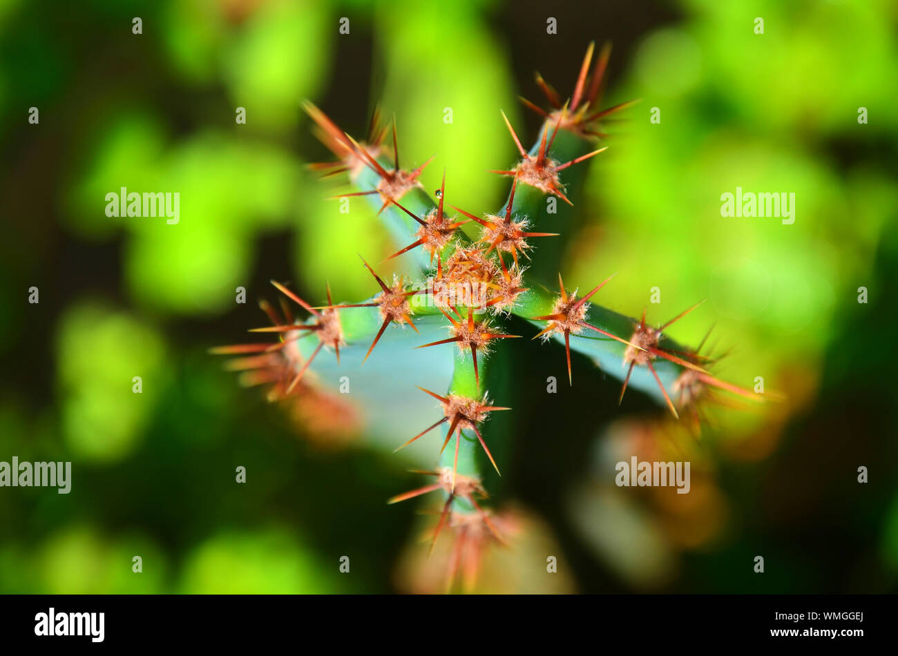 Spiked Cactus High Resolution Stock Photography and Images - Alamy