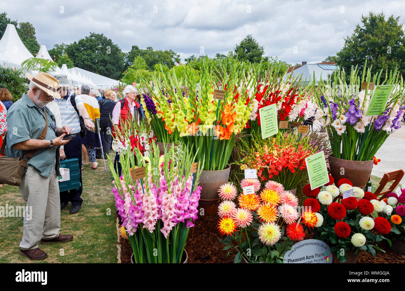 Display of dahlia and gladiolus flowers at the September 2019 Wisley Garden Flower Show at RHS Garden Wisley, Surrey, south-east England Stock Photo