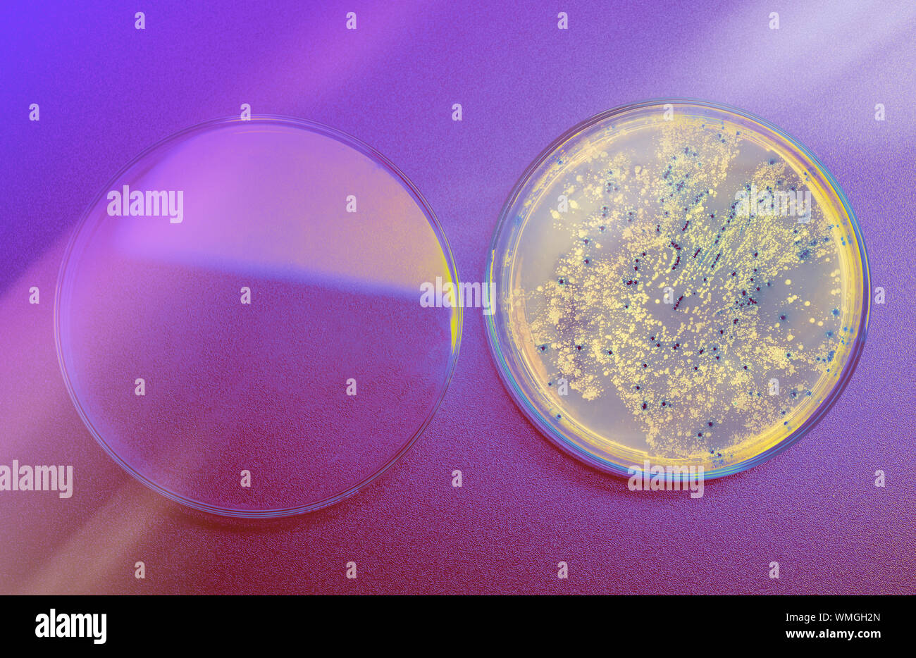 Open agar plate with bacterial colonies for plasmid vector cloning on dark neon background Stock Photo