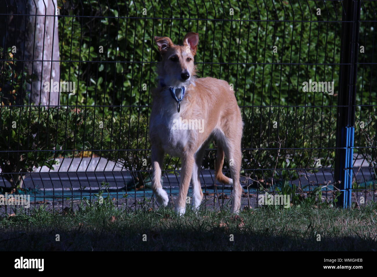 Sighthound On Field By Fence Stock Photo