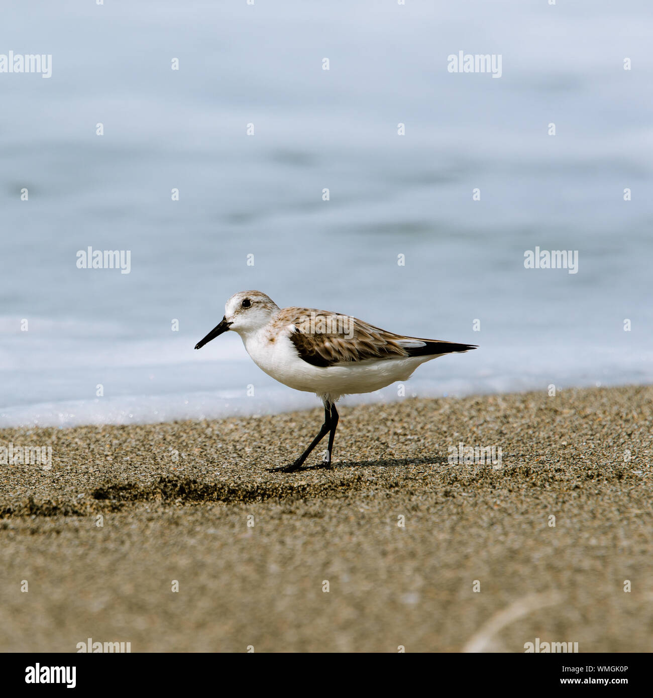 Sandpiper On Beach High Resolution Stock Photography And Images Alamy Sandpiper On Beach High Resolution Stock Photography And Images Alamy
