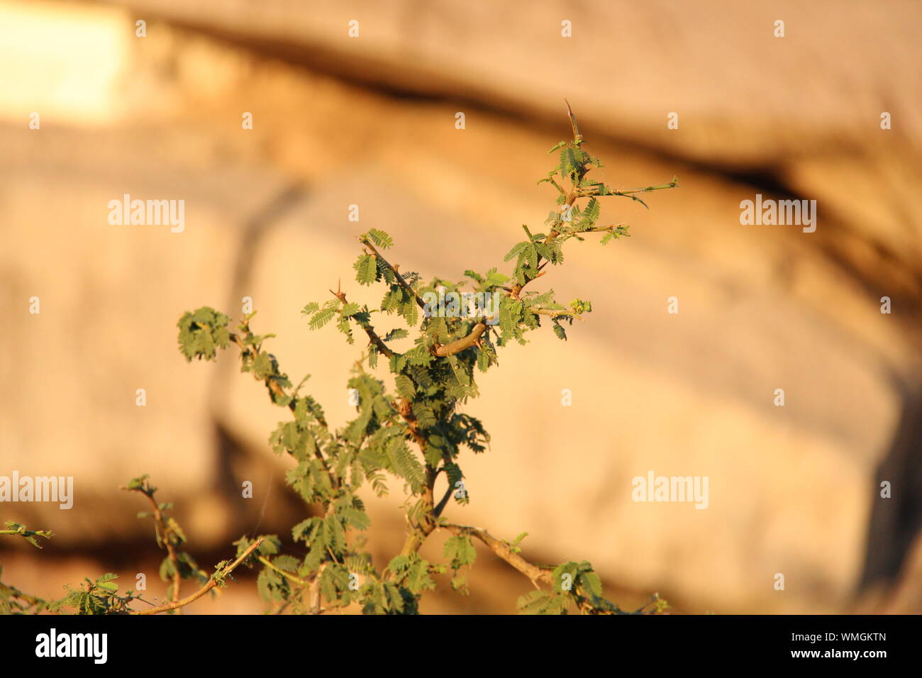 Plant Growing In Remote Area Stock Photo