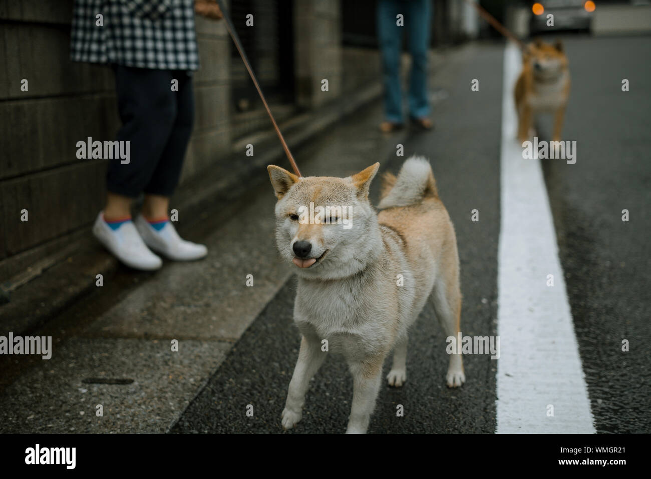 Japanese Dogs Stock Photos Japanese Dogs Stock Images Alamy