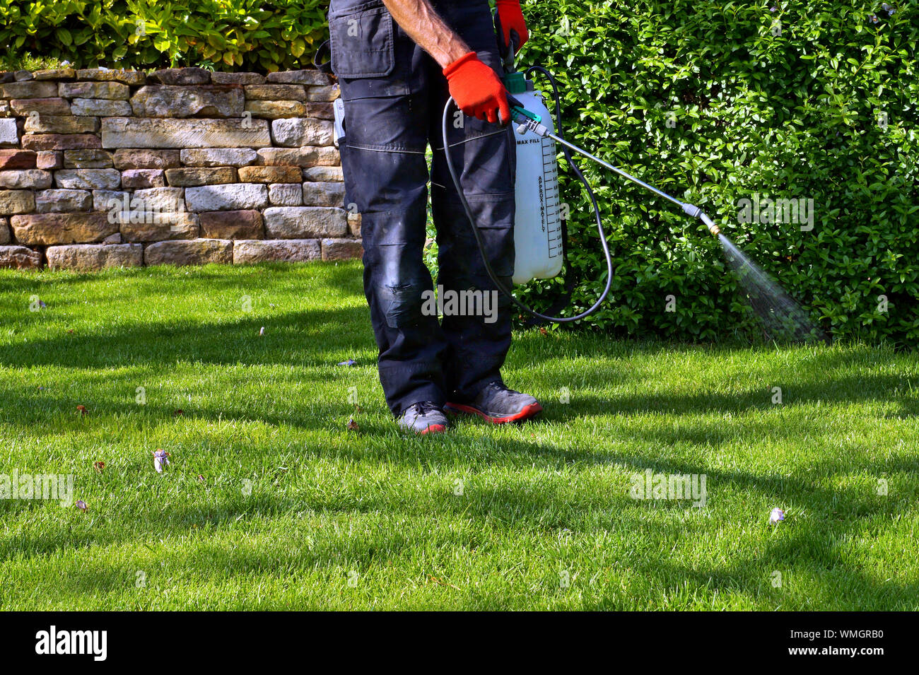spraying pesticide with portable sprayer to eradicate garden weeds in the lawn. weedicide spray on the weeds in the garden. Weed control concept. Stock Photo