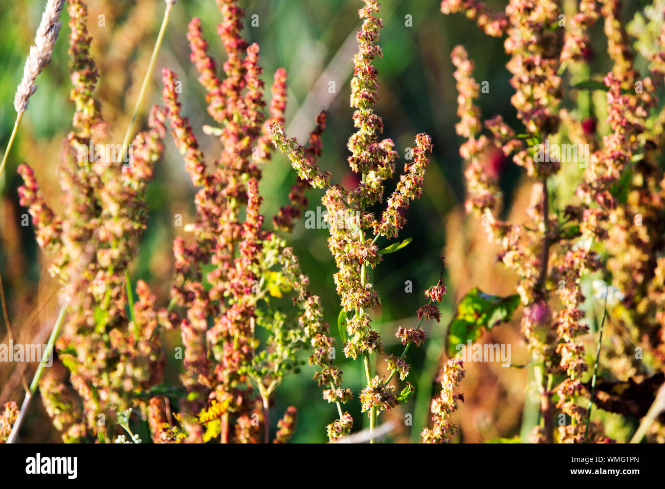Seeds of a Broad leaved Dock, Rumex obtusifolius L. in a watermeadow at the head of Lake Windermere, UK. Stock Photo