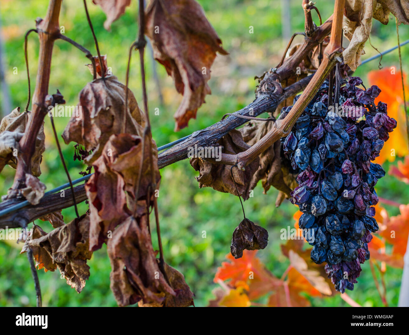Dry Grapes High Resolution Stock Photography and Images Alamy