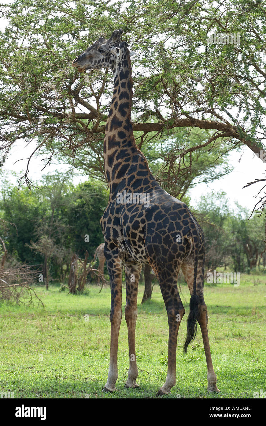 Giraffe in western serengeti hi-res stock photography and images - Alamy