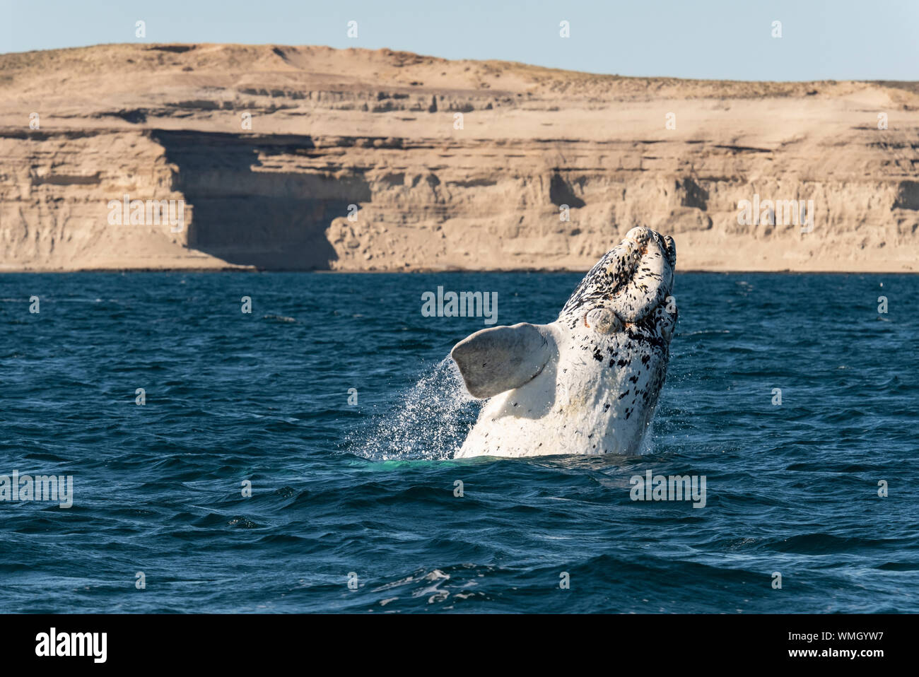 Southern right whale, Eubalaena australis, breaching in the Nuevo Gulf, Valdes Peninsula, Argentina. Stock Photo