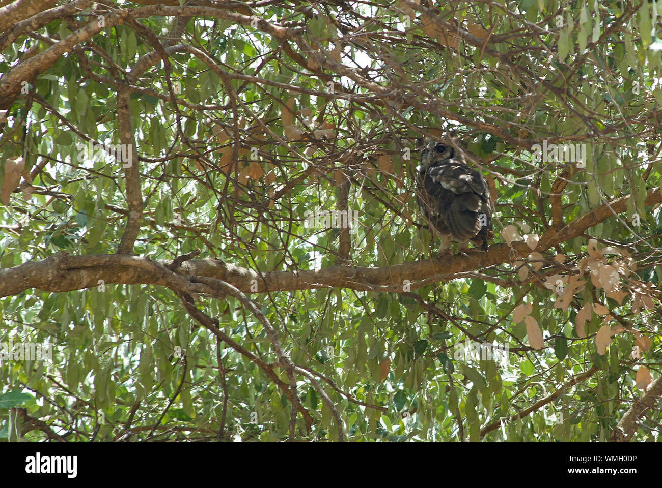 Largest eagle owl hires stock photography and images Alamy