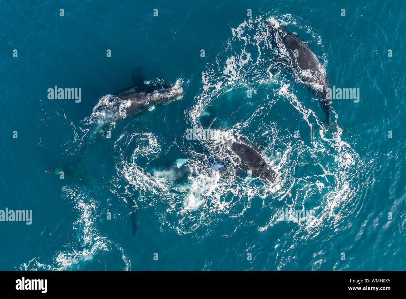 Blue whale calf aerial hi-res stock photography and images - Alamy