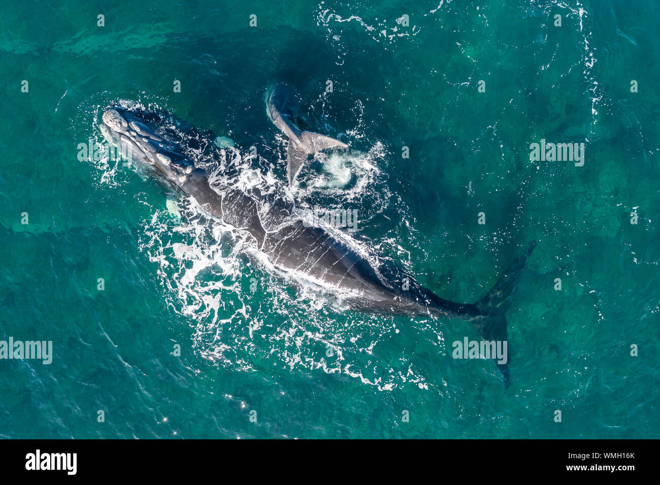Blue whale calf aerial hi-res stock photography and images - Alamy