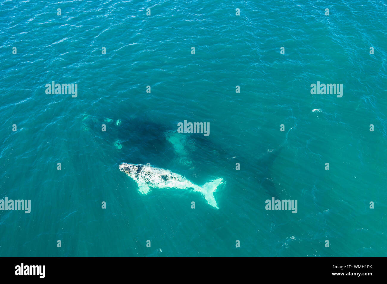 Blue whale calf aerial hi-res stock photography and images - Alamy