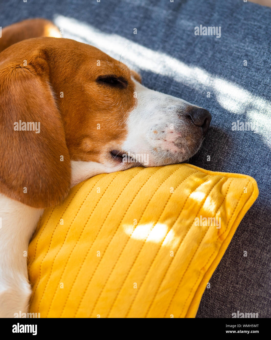 Dog lying, sleeping on the sofa on yellow pillow. Canine background Stock Photo Alamy