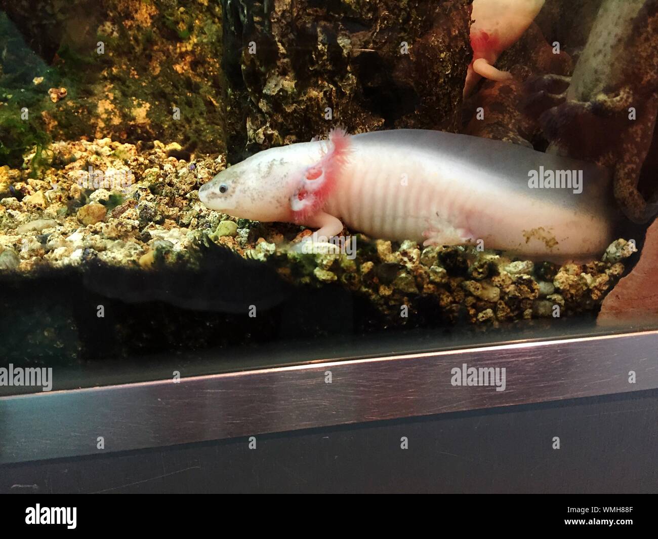 Close Up Of In Axolotls Aquarium Stock Photo Alamy Close Up Of In Axolotls Aquarium Stock Photo Alamy