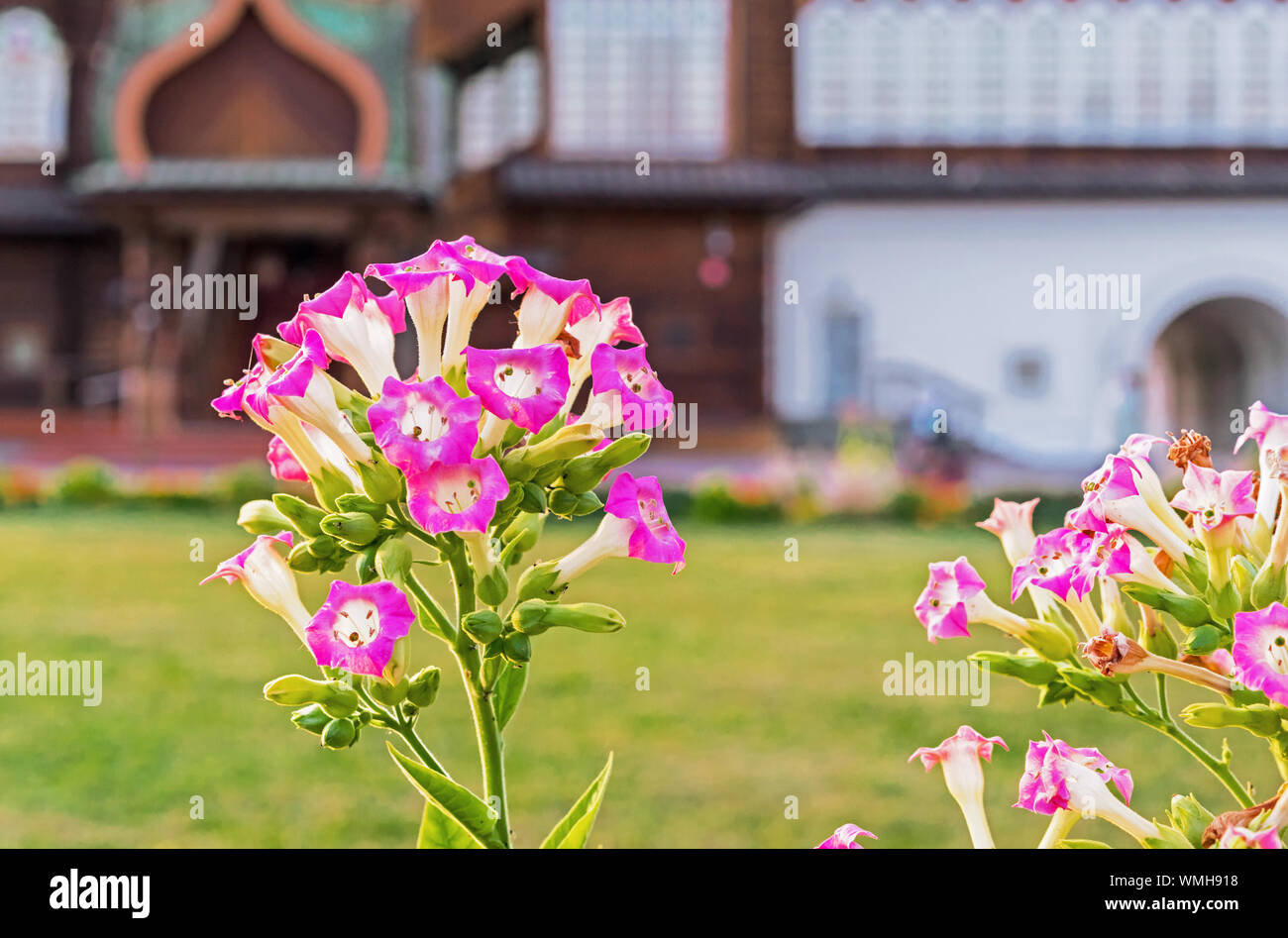 Pink flowers Nicotiana Tabacum, Tobacco flowers, leaves Stock Photo