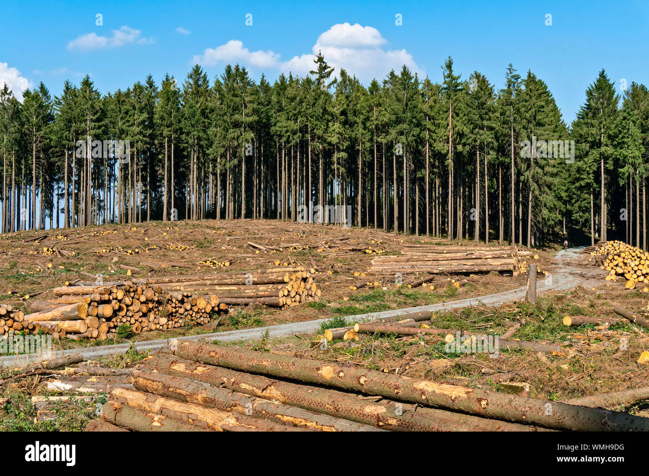 Because of forest damage deforested trees at Eichkopf in the Taunus near Sandplacken. Stock Photo