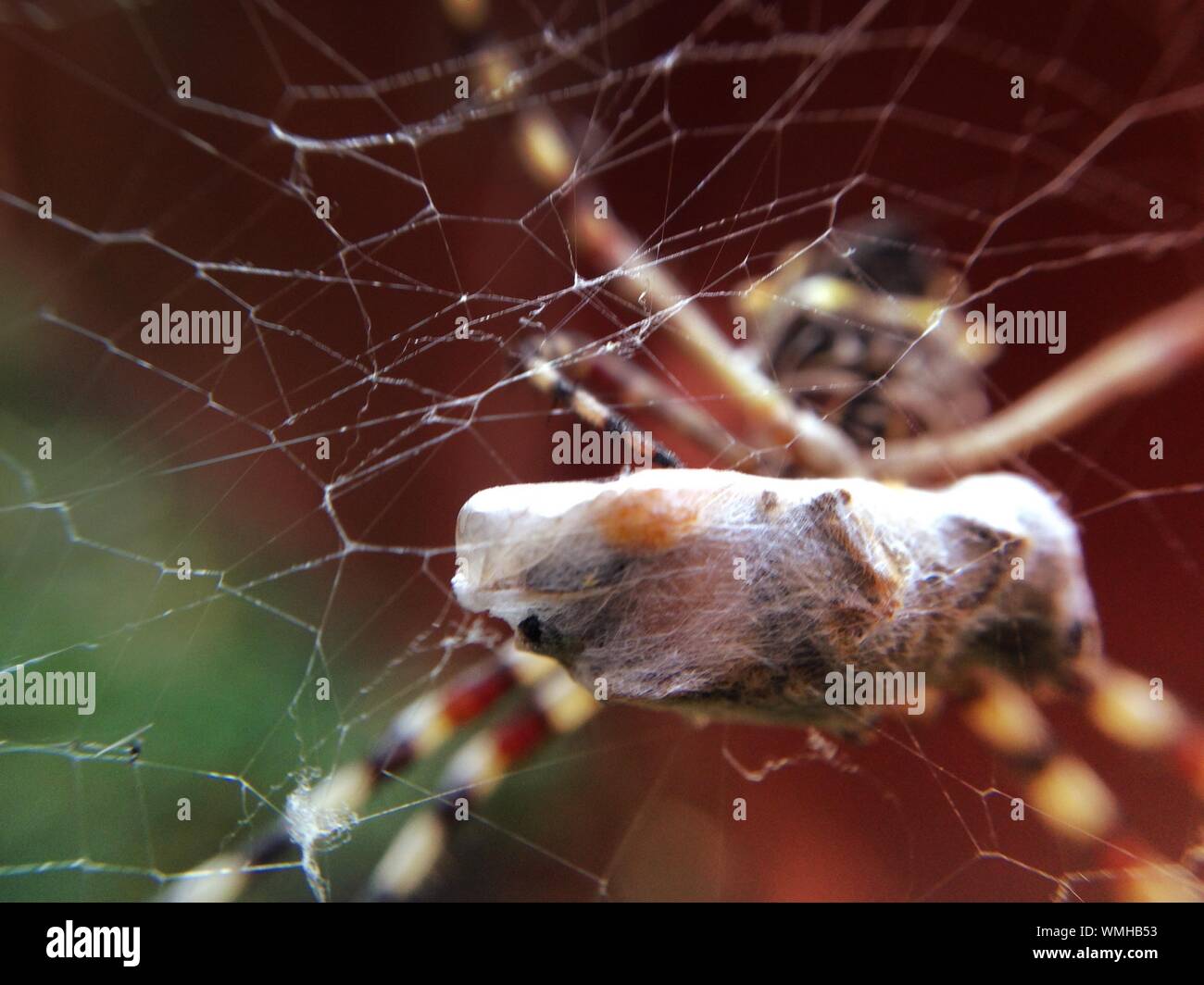 Caught insect hi-res stock photography and images - Alamy