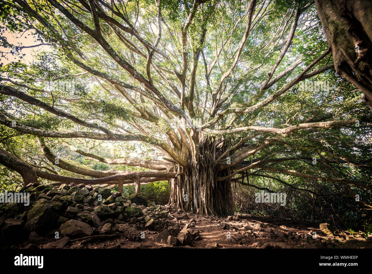 Mystical Banyan Tree at Haleakalā National Park, Maui Hawaii USA Stock ...
