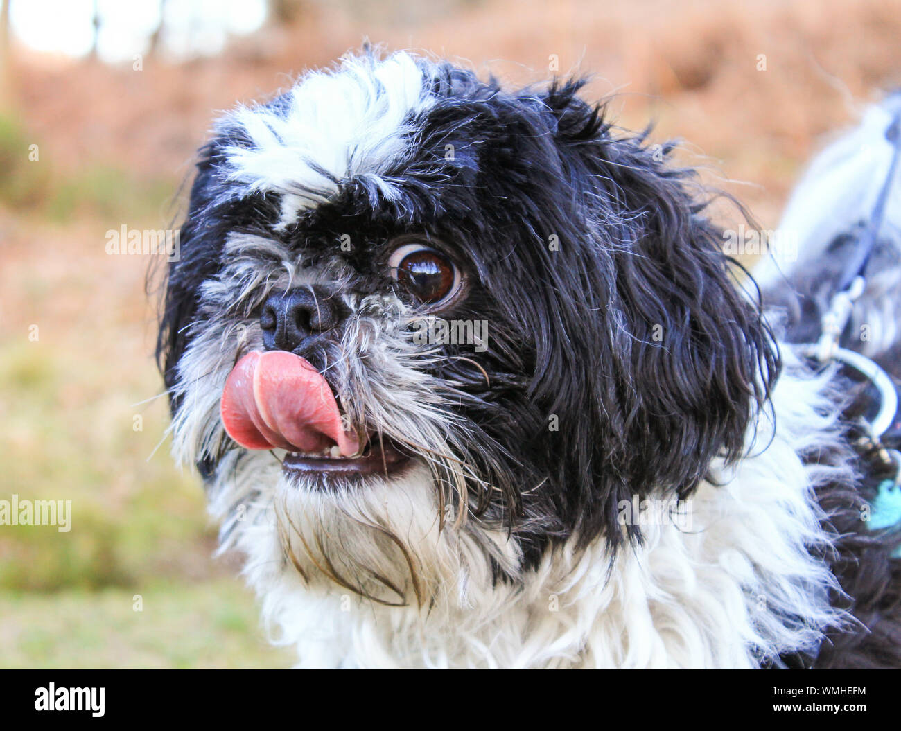 Black And White Shih Tzu High Resolution Stock Photography and Images